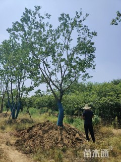 25公分乌桕