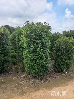 高度250厘米红叶石楠柱