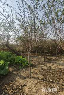 高度200厘米金银木