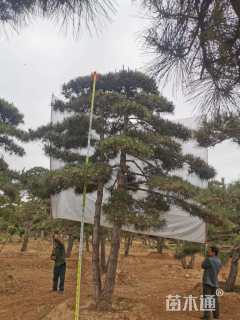 22公分泰山松