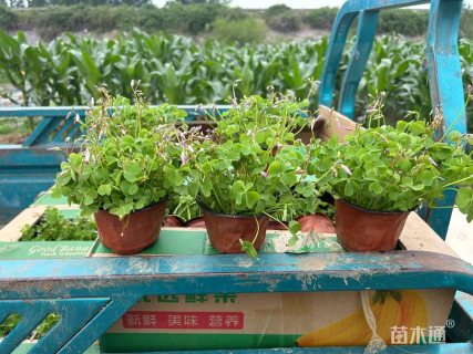 高度15厘米紫花酢浆草