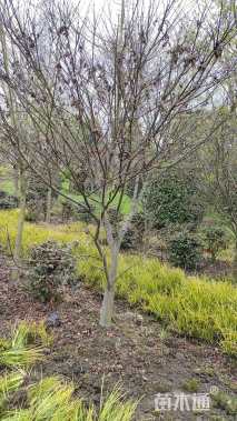 12公分中国红枫