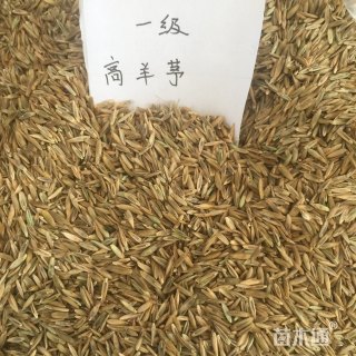 高羊茅种子