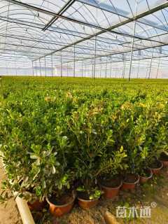 高度30厘米小叶黄杨