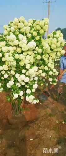 高度250厘米木绣球