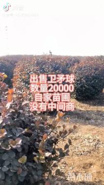 冠幅180厘米卫矛球