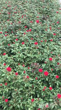 高度20厘米欧洲月季