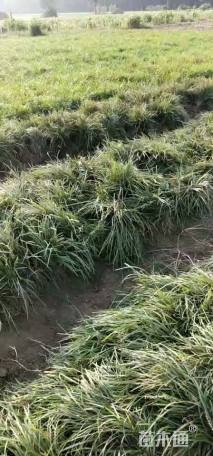 高度15厘米丹麦草