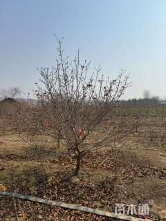 高度300厘米中华木绣球