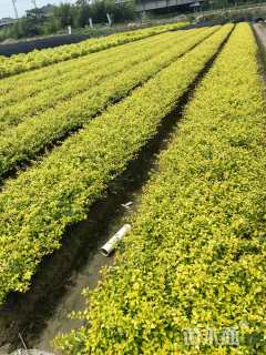 高度30厘米大花六道木