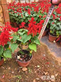 高度25厘米一串红