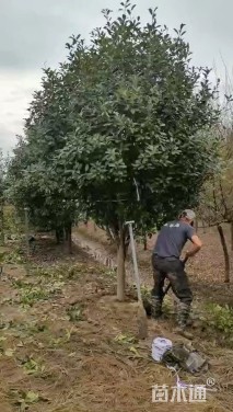 12公分红叶石楠