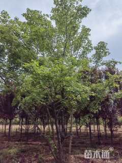 30公分茶条槭