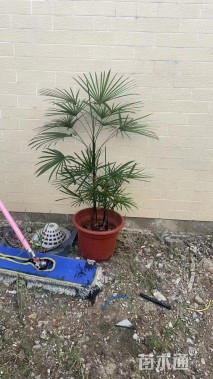 裸干高80厘米金山棕