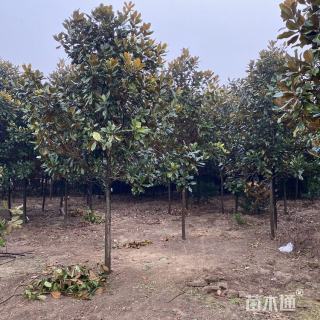 12公分12公分广玉兰