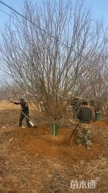 16公分绚丽海棠