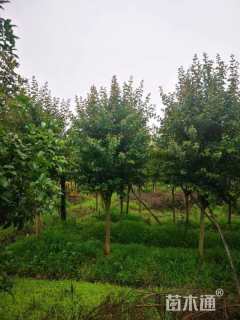 8公分红火箭紫薇