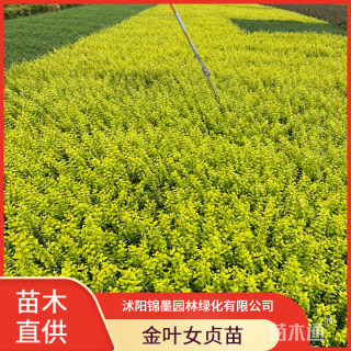 高度35厘米金叶女贞