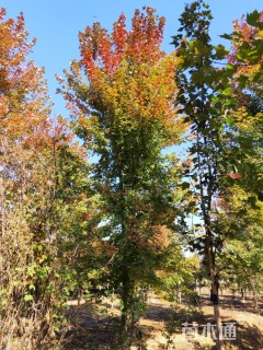 15公分美国红枫