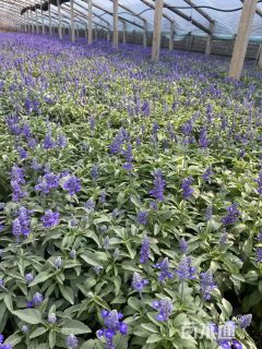 高度40厘米超级鼠尾草