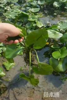 高度30厘米萍蓬草