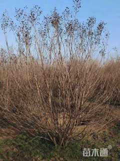 高度300厘米丛生紫荆