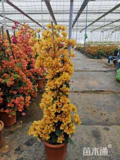 高度30厘米蛋黄三角梅