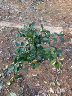 冠幅60厘米红叶石楠球