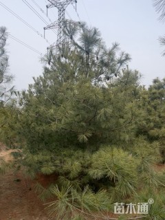 高度450厘米华山松