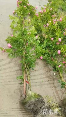 高度150厘米蔷薇