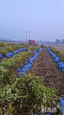 高度60厘米四季玫瑰