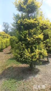 高度300厘米黄金枸骨