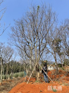 15公分朴树