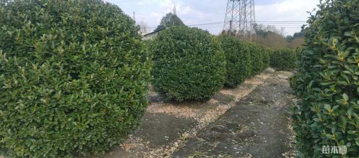 冠幅200厘米大叶黄杨球