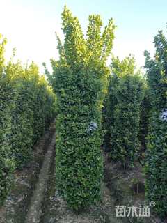 高度220厘米大叶黄杨柱