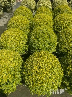 冠幅80厘米亮晶女贞球