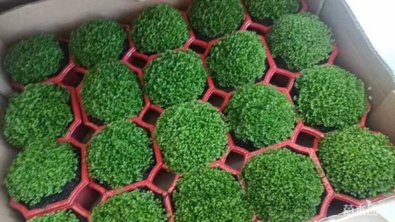 高度10厘米翠云草