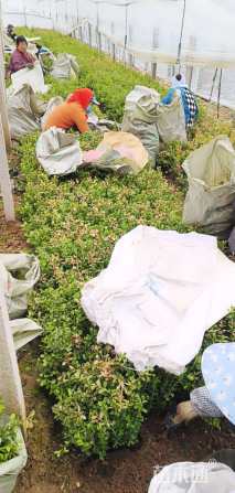 高度40厘米小叶黄杨