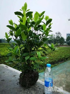 高度40厘米大叶栀子