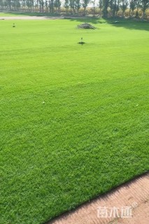 草卷状马尼拉草