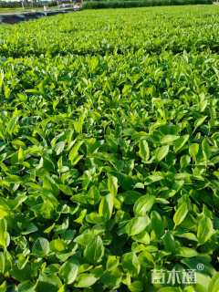 高度20厘米松果菊