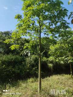 13公分澳洲火焰木