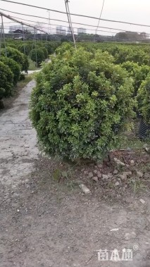 高度100厘米米兰