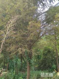 11公分墨西哥落羽杉