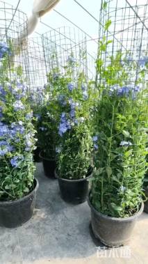 高度60厘米蓝雪花