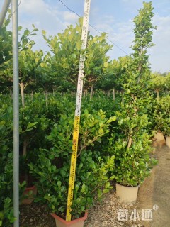 高度170厘米火山榕