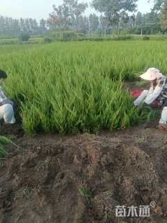 高度45厘米小龙柏