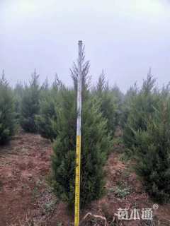 高度200厘米蜀桧
