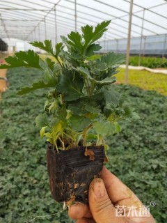 高度10厘米地被菊