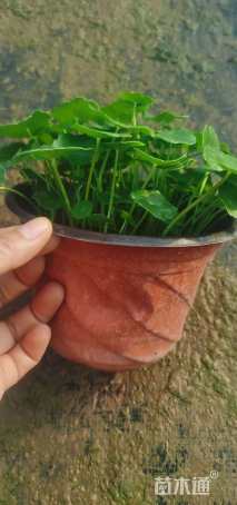 高度15厘米铜钱草